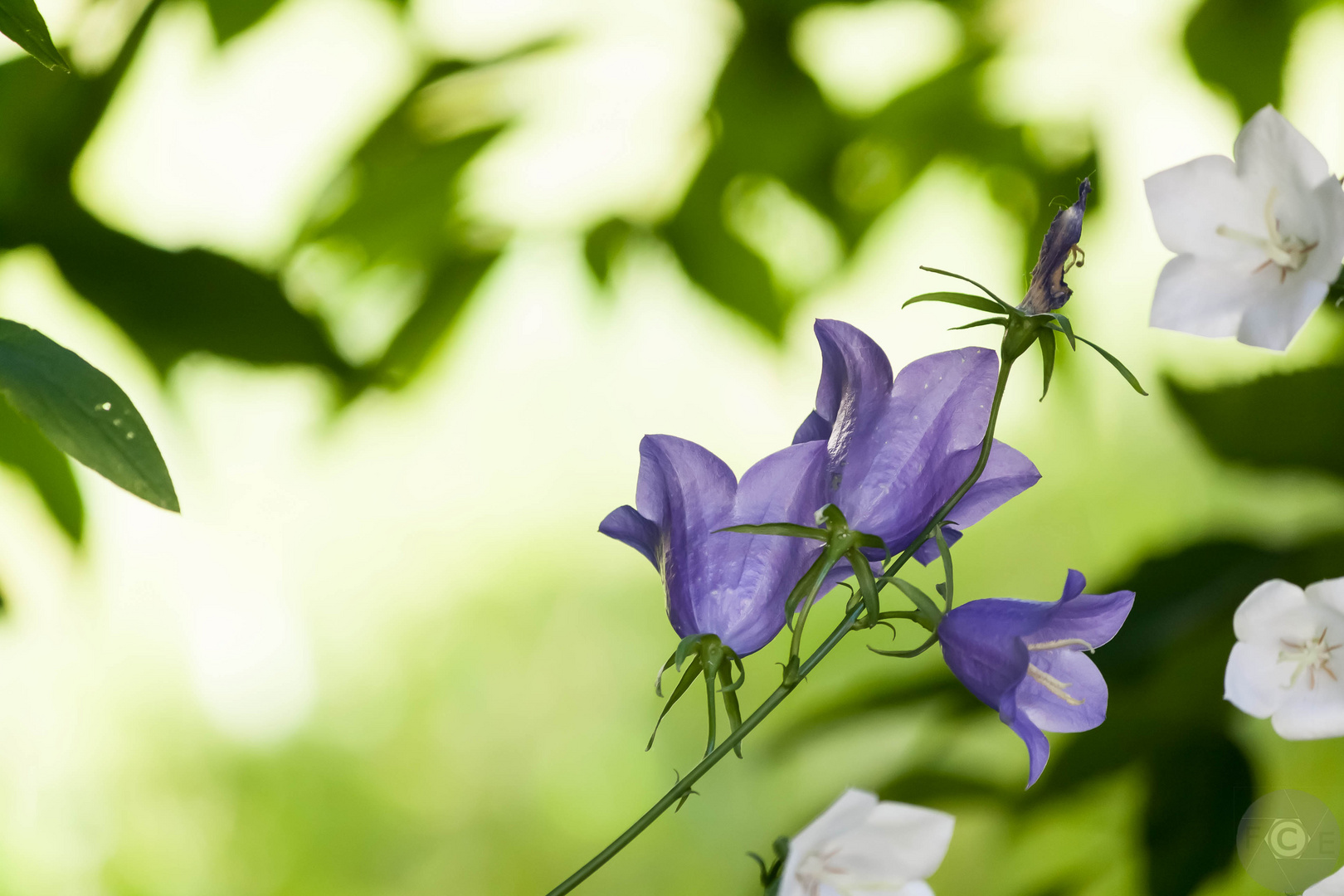 Aufstrebende Glockenblume