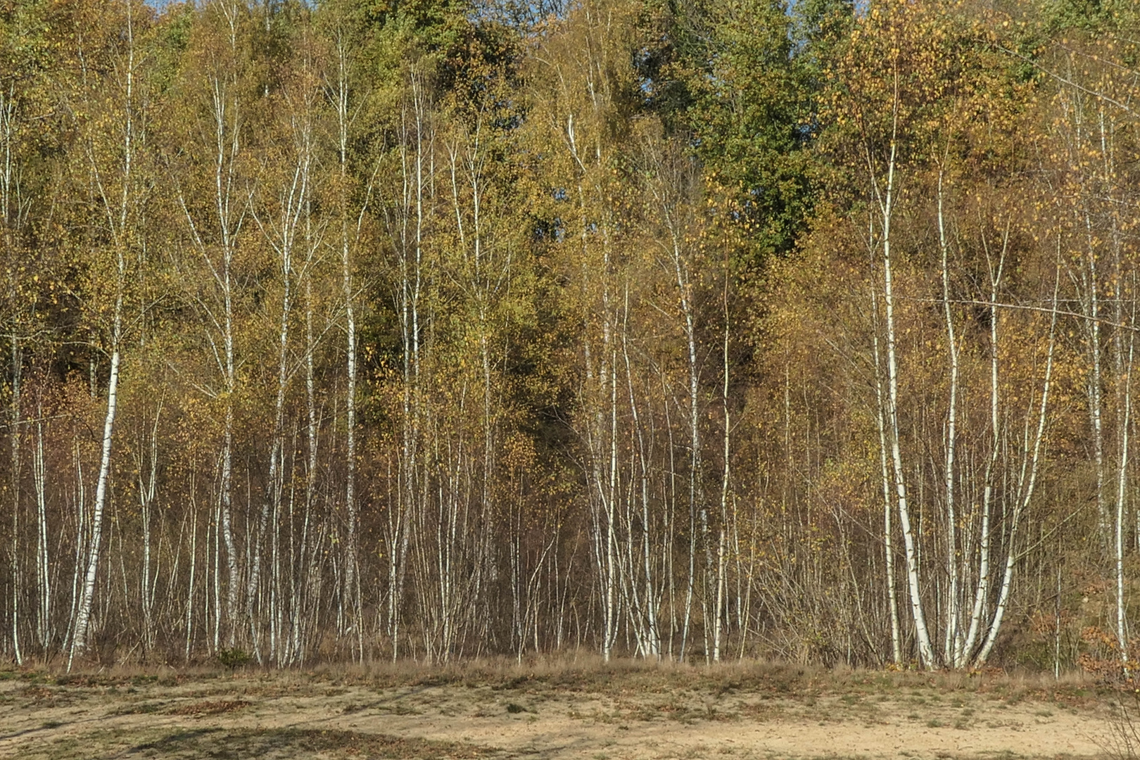 Aufstrebendes Birkenwäldchen