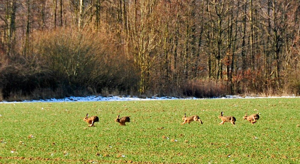 Auftakt-Rennen in der Formel "Hase"