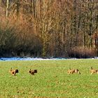 Auftakt-Rennen in der Formel "Hase"