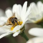 Auftanken , bevor der lange Winter kommt