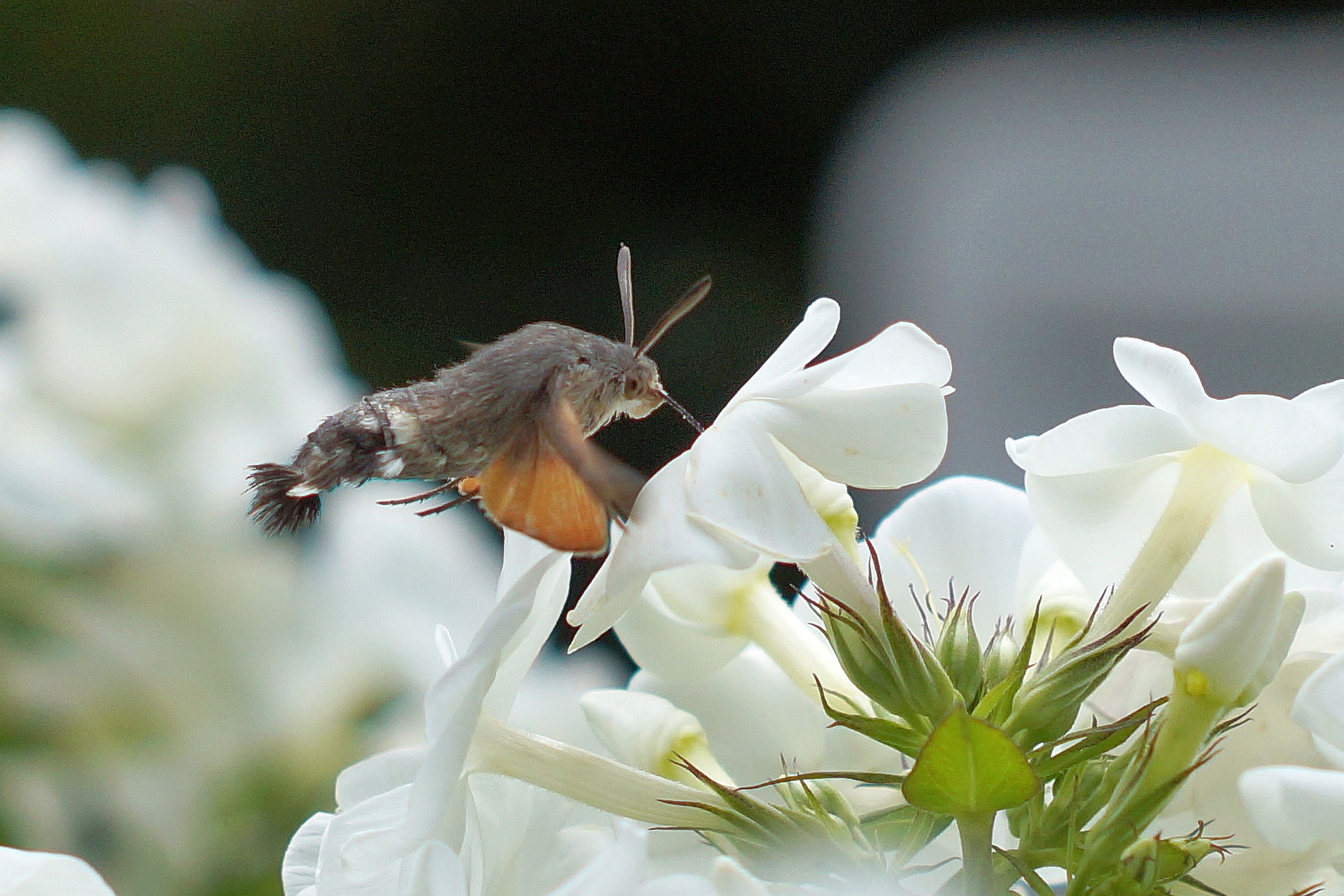 Auftanken im Flug