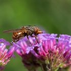 Auftanken - Schnauzenschwebfliege