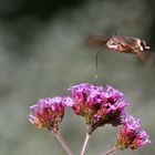 auftanken über der Blüte