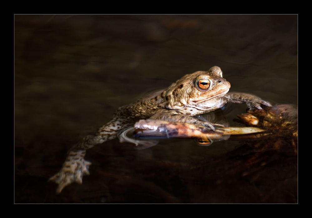 Auftauchen