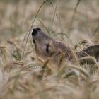 Auftauchen aus dem Halmenmeer...