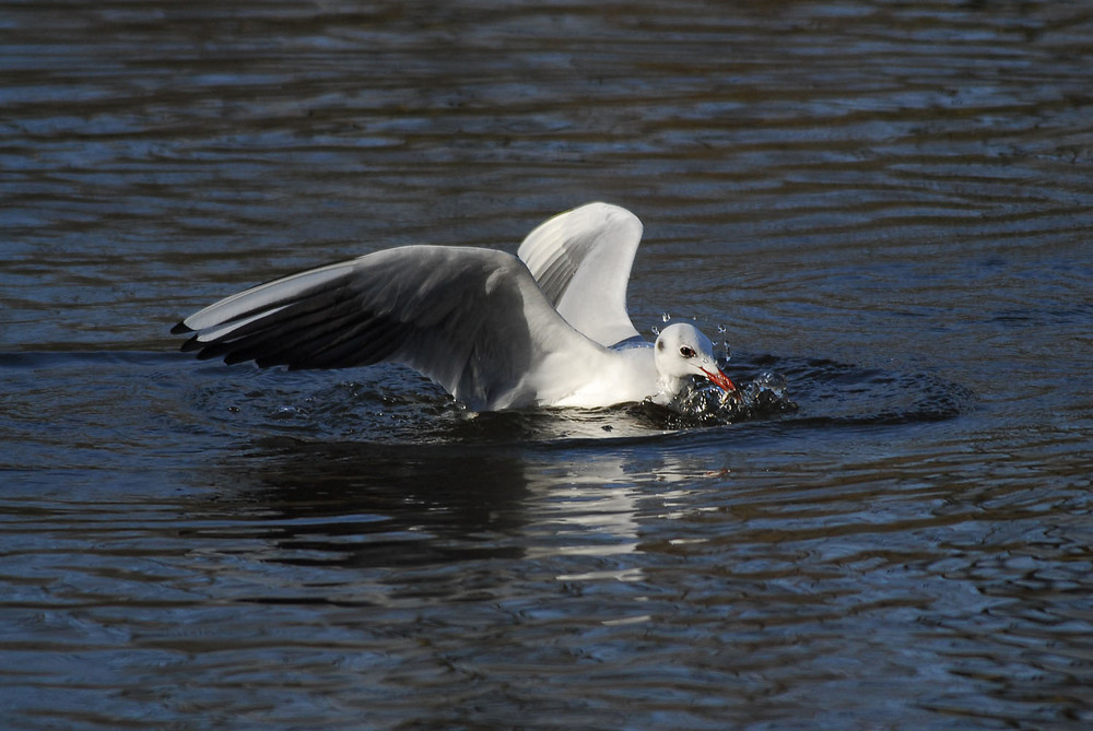 Auftauchen mit Fisch