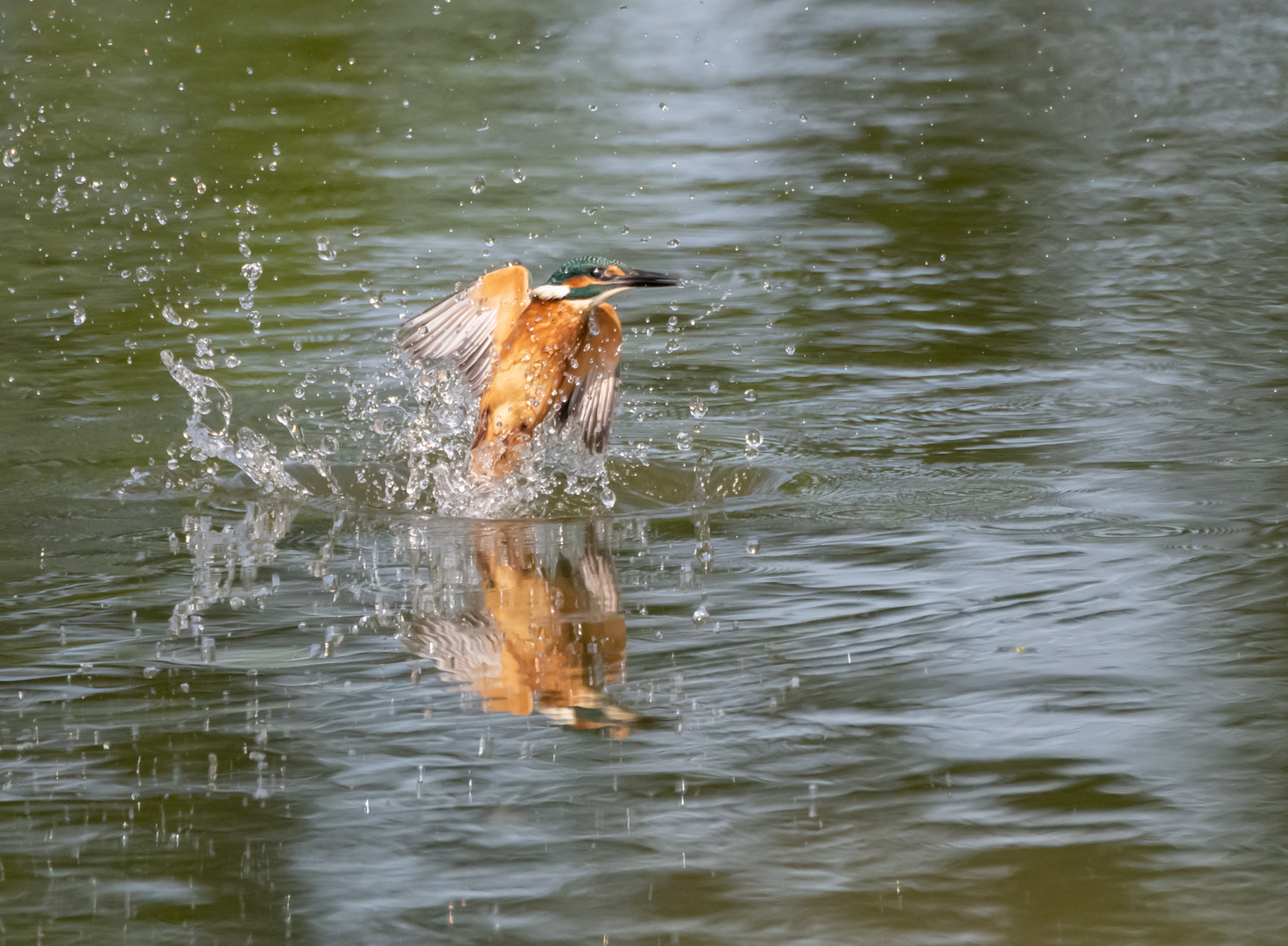 Auftauchen nach erfolgloser Jagd