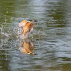 Auftauchen nach erfolgloser Jagd