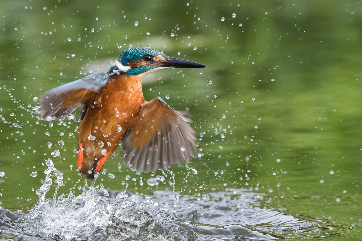 Auftauchender Eisvogel