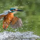 Auftauchender Eisvogel