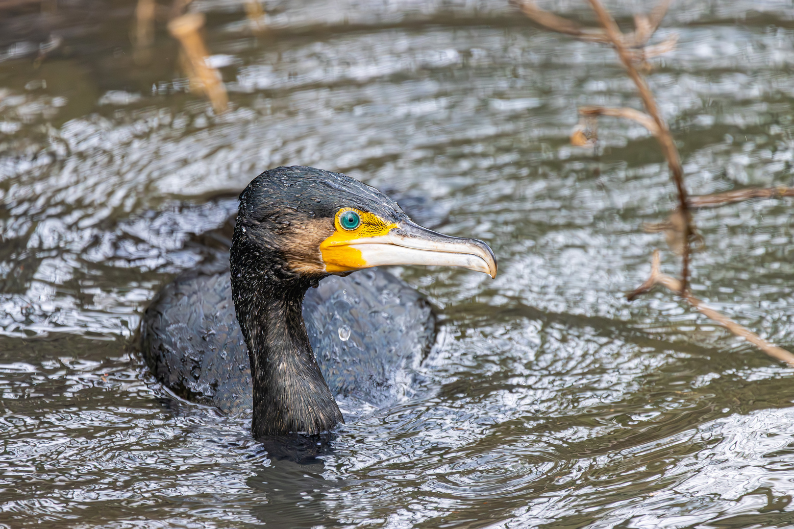 auftauchender Kormoran