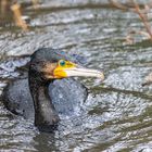 auftauchender Kormoran