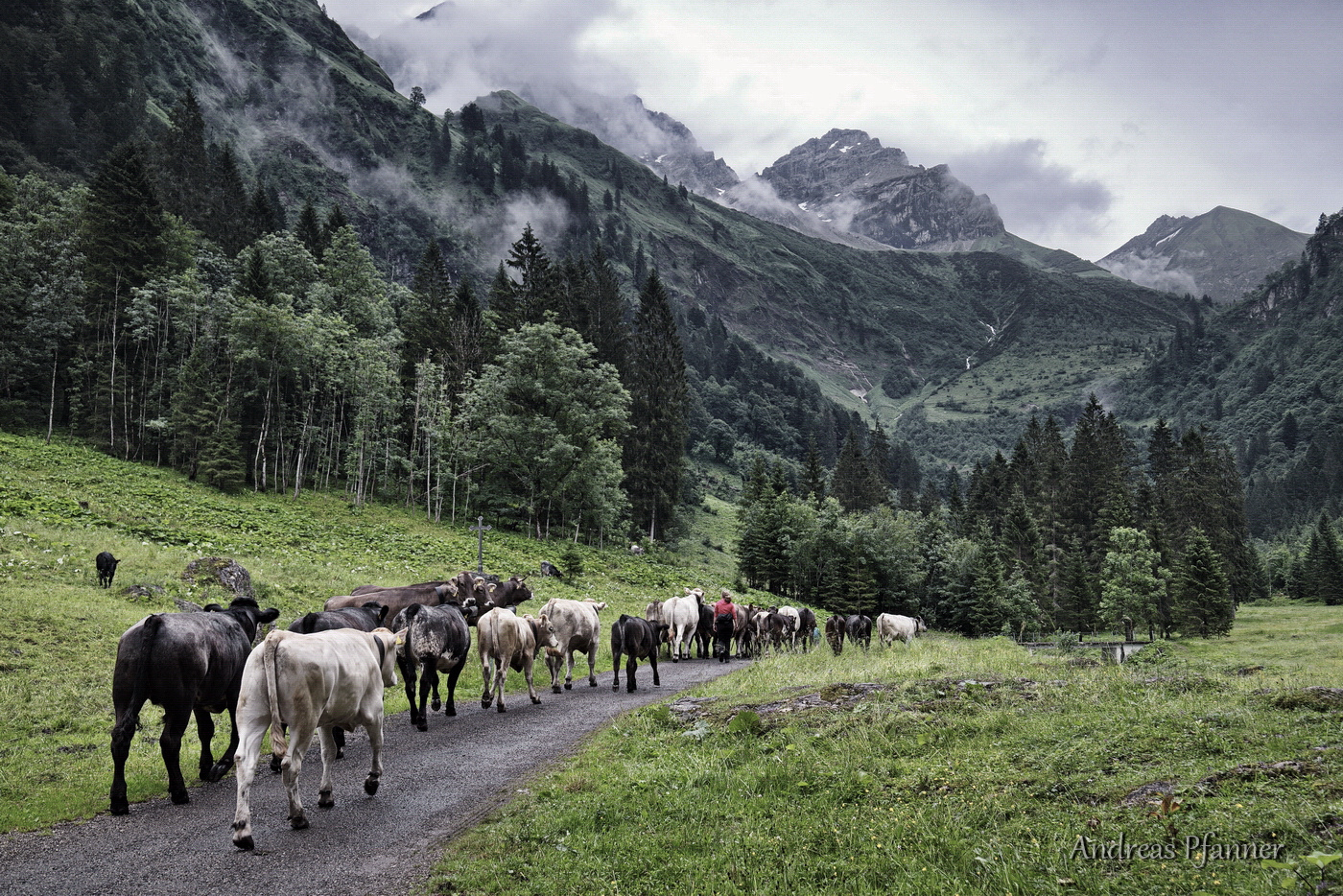 Auftrieb für Braunvieh