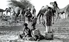 Aufwachen auf dem Kamelmarkt in Pushkar