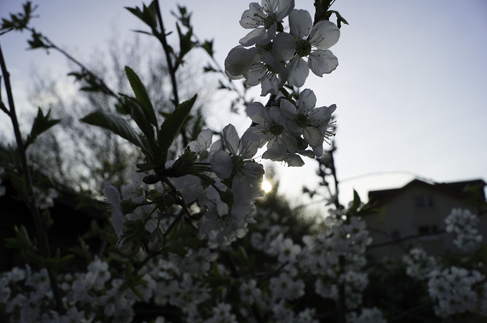 Aufwachen, es ist Frühling! II