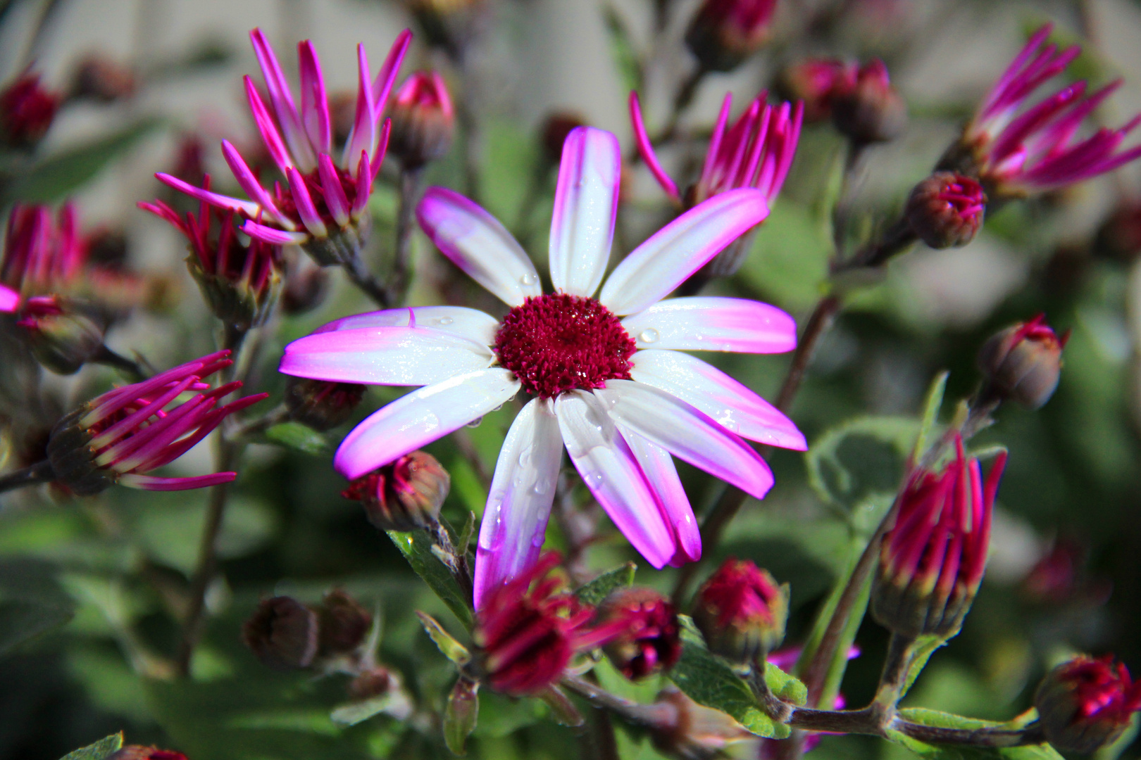 aufwachende Frühlingsblume