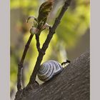 Aufwachen...es ist Frühling !