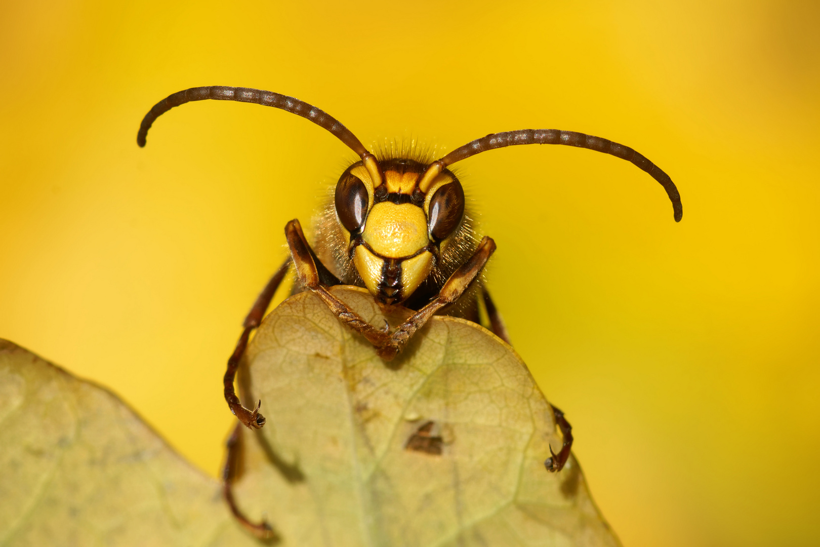 Aufwärmen -Hornissendrohn  ( Vespa crabro crabro ) am Eichenblatt