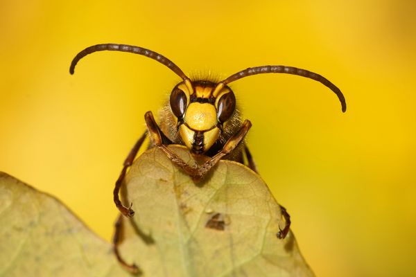 Aufwärmen -Hornissendrohn  ( Vespa crabro crabro ) am Eichenblatt