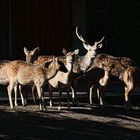 Aufwärmen in der Morgensonne