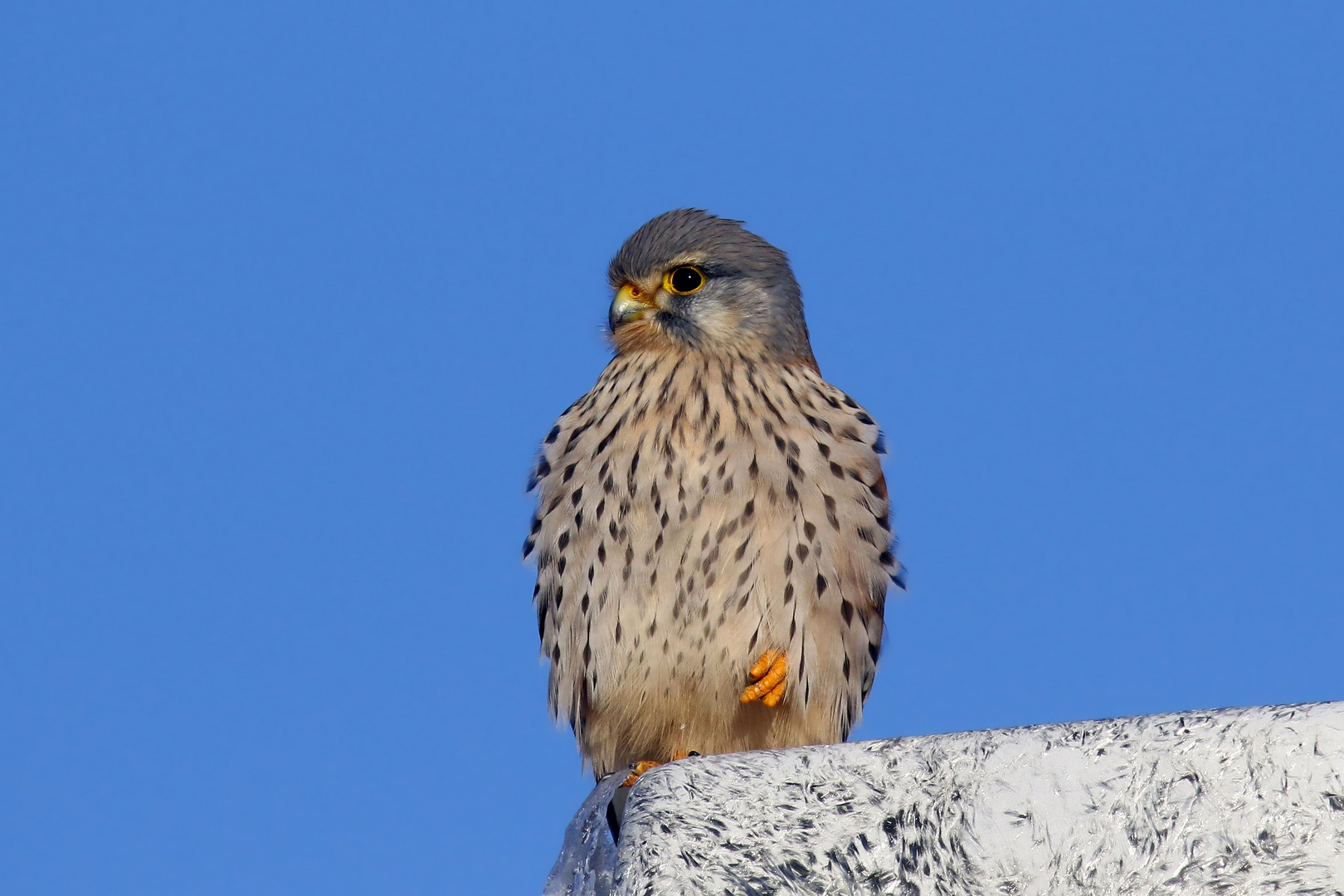 Aufwärmprogramm.... Turmfalke (Falco tinnunculus) in der Sonne