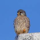 Aufwärmprogramm.... Turmfalke (Falco tinnunculus) in der Sonne