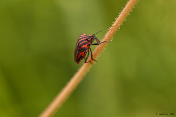 ______AUFWÄRTS_______