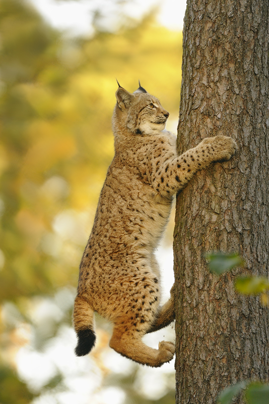 aufwärts... Eurasischer Luchs *Lynx lynx*