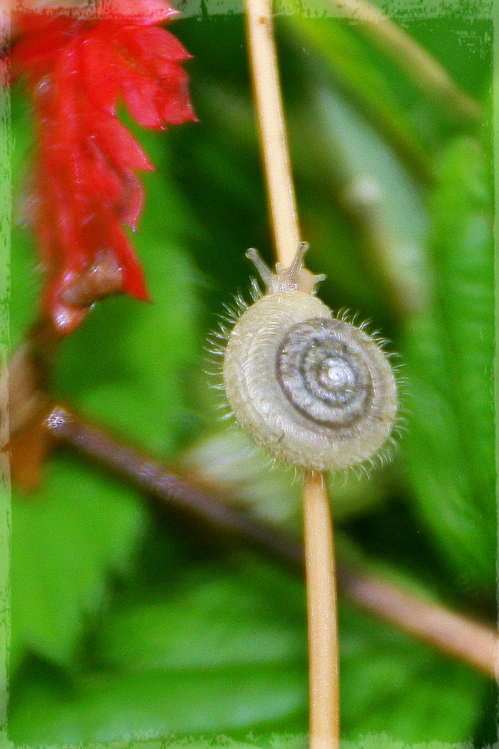 Aufwärts strebend