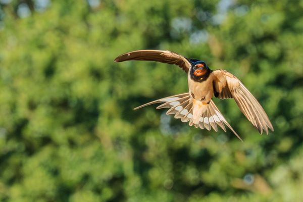 Aufwind, Rauchschwalbe