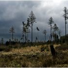 Aufziehende Regenfront...