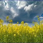 Aufziehendes Gewitter überm Rapsfeld