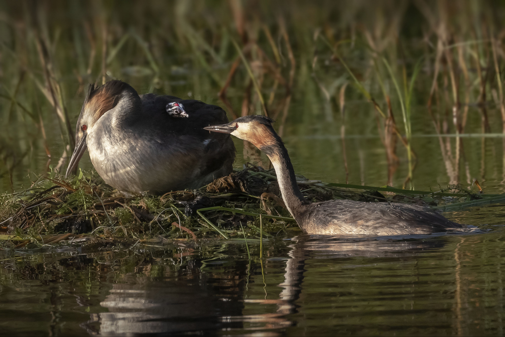  Aufzucht der Haubentaucher Jungvögel 