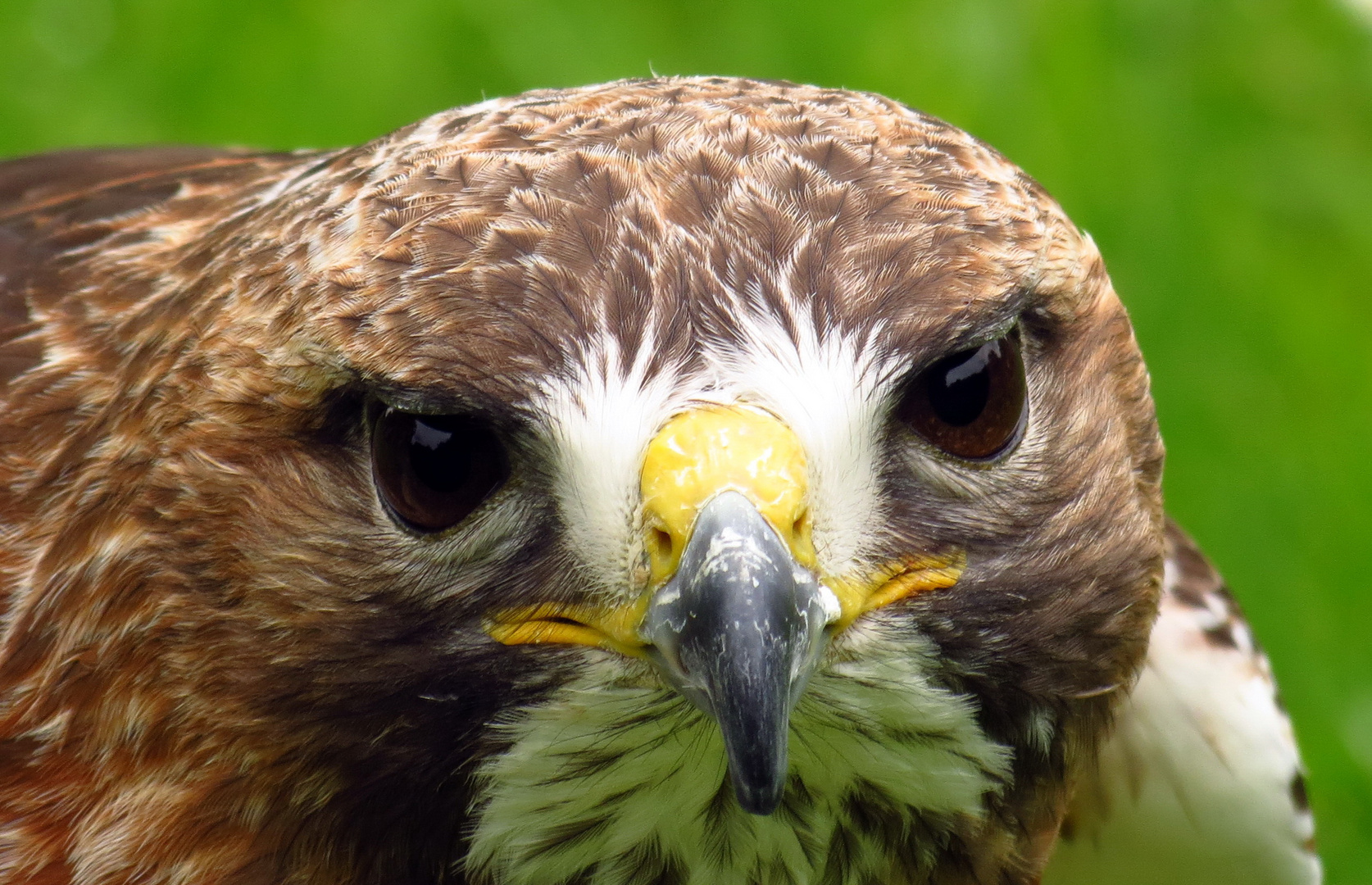 Aug im Aug mit dem Wanderfalke