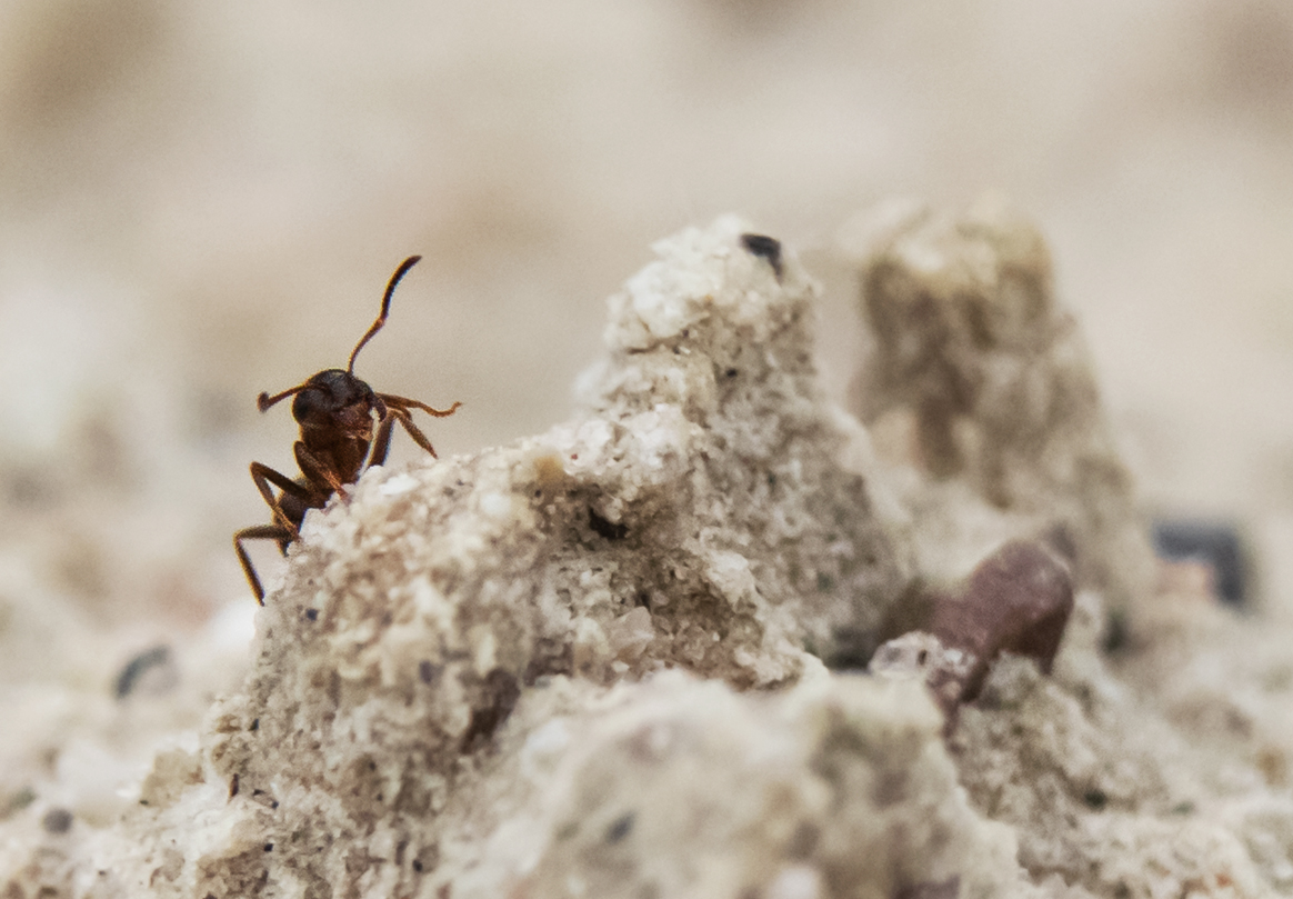 Aug' in Aug' - Junge Lasius nigra auf Schotterfäche