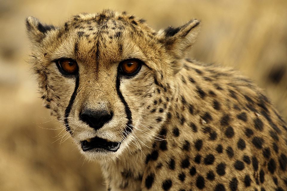 Aug in Aug (Kenia, Masai Mara)