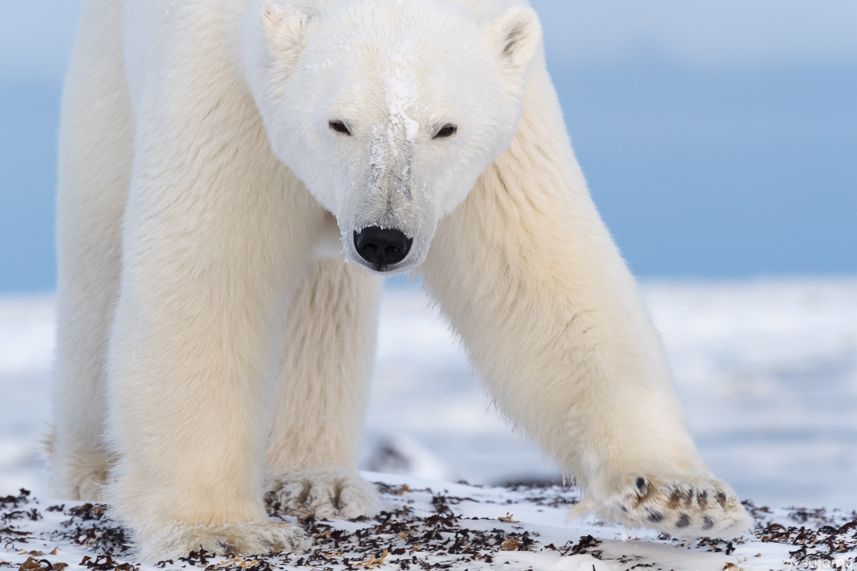 Aug in Aug mit dem Eisbär