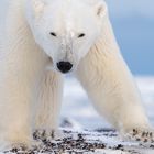 Aug in Aug mit dem Eisbär