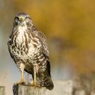 Aug in Aug mit dem Jungbussard...