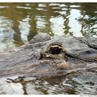 Aug in Aug mit dem Krokodil