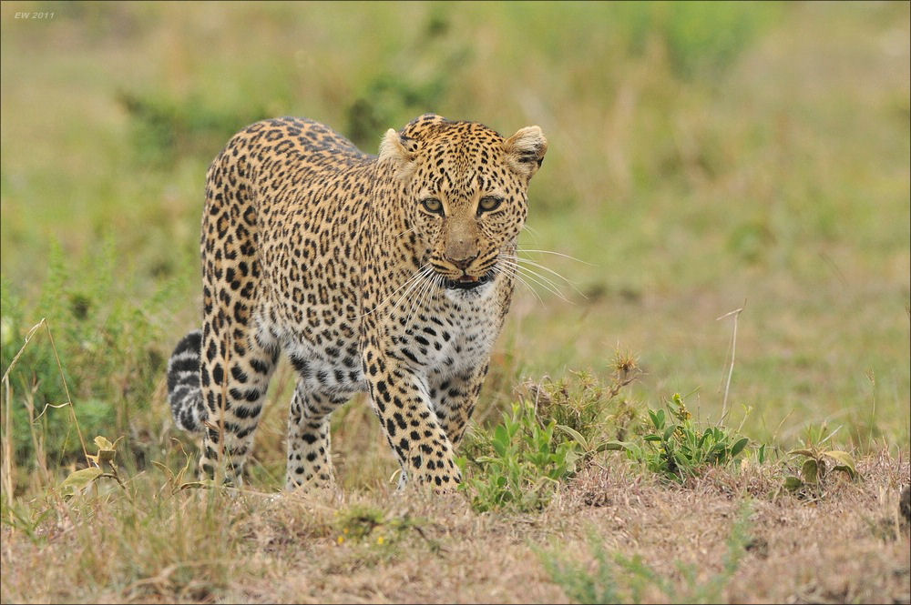 Aug in Aug mit dem Leoparden