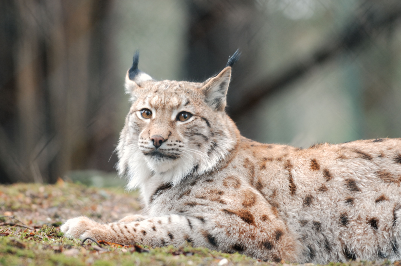 Aug in Aug mit dem Luchs