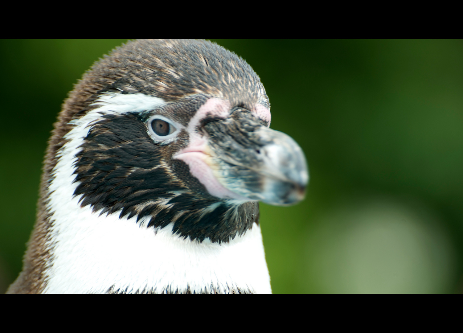 Aug in Aug mit dem Pinguin