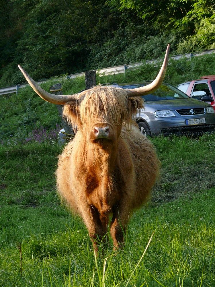 Aug in Aug mit dem schottischen Hochlandrind...