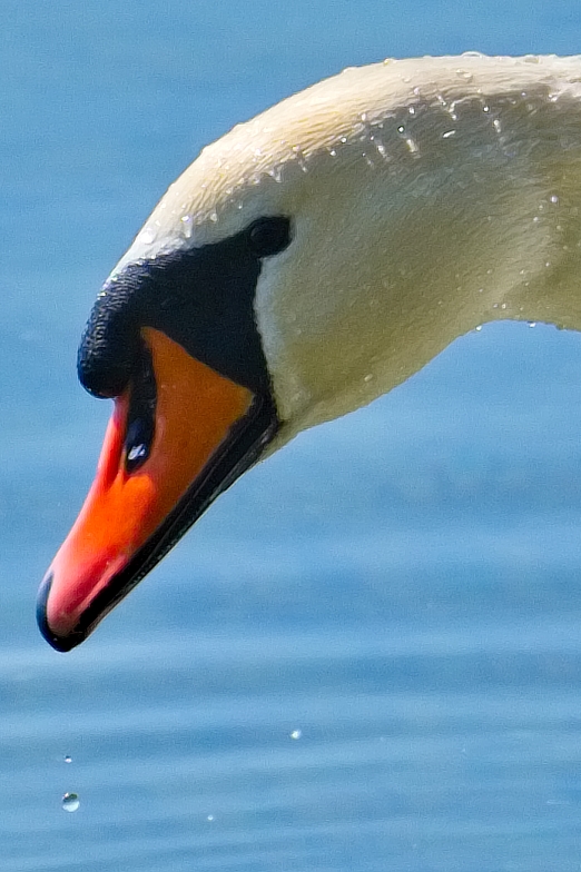 Aug in Aug mit dem Schwan