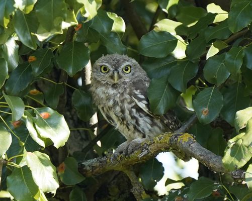 Aug in Aug mit dem Steinkauz 