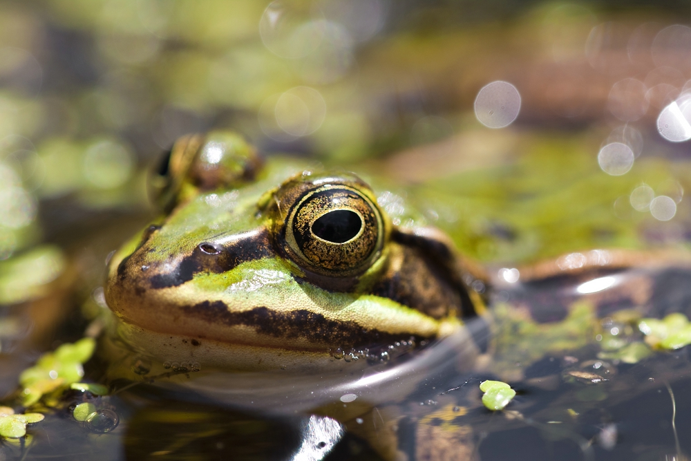 Aug in Aug mit dem Teichfrosch