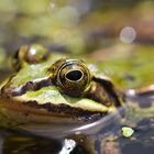 Aug in Aug mit dem Teichfrosch