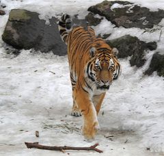 Aug in Aug mit dem Tiger....